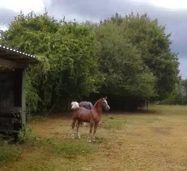 Fohlen auf einer Weide